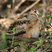 American Woodcock